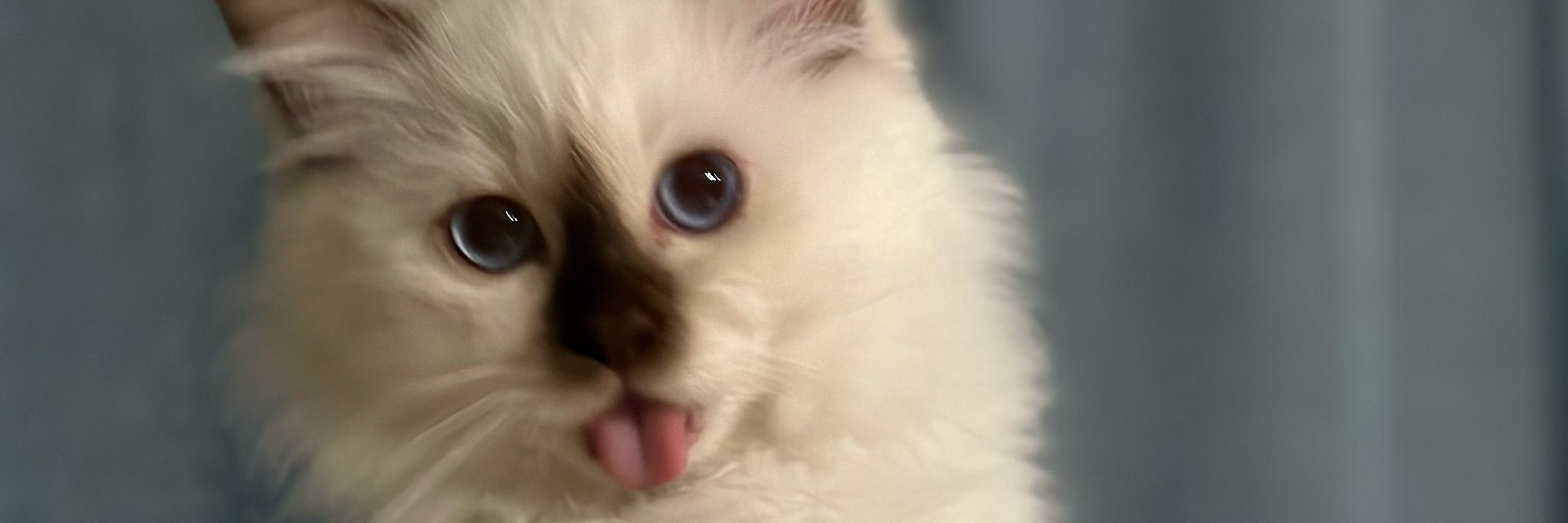 🐾🐈‍⬛DaKotek🐈‍⬛🐾🇳🇴🇪🇺