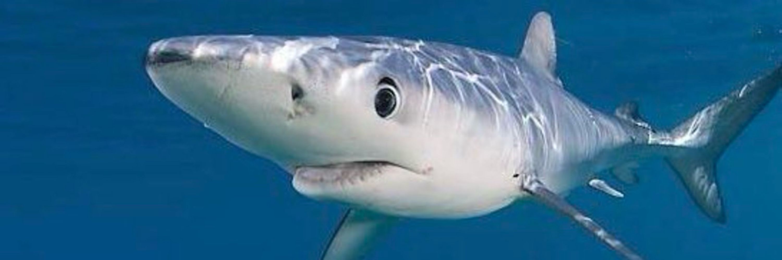 Cassão 葛西🦈🦊🥷
