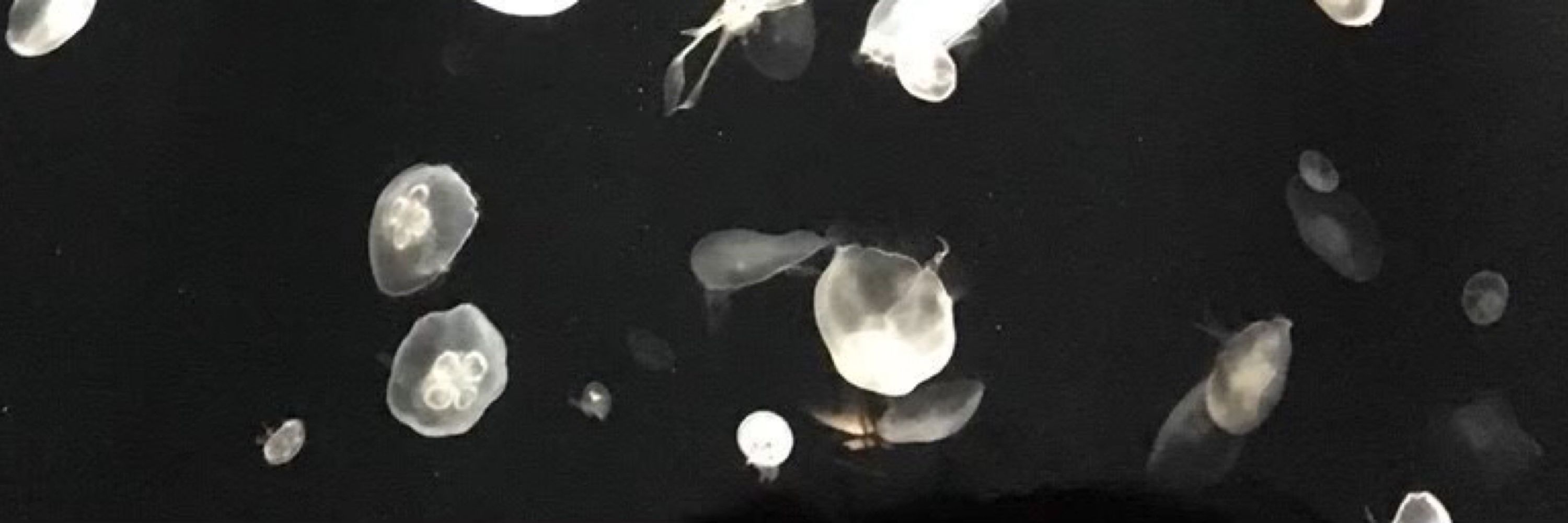 流兎