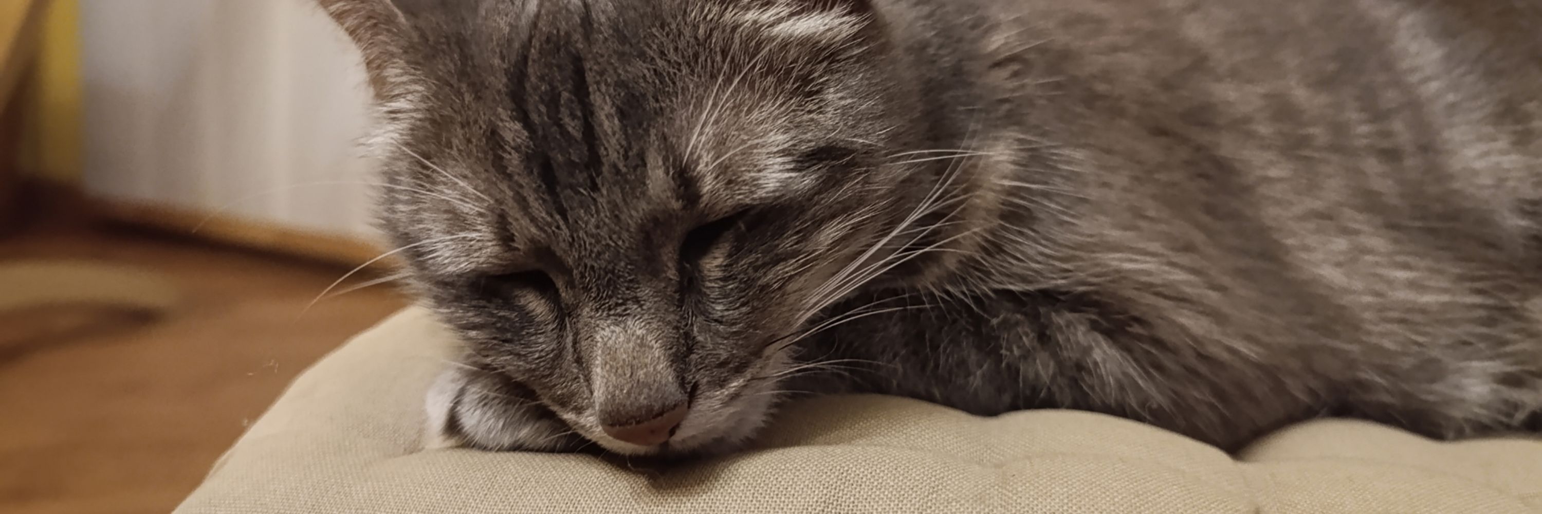 Bleu en mode chat :3