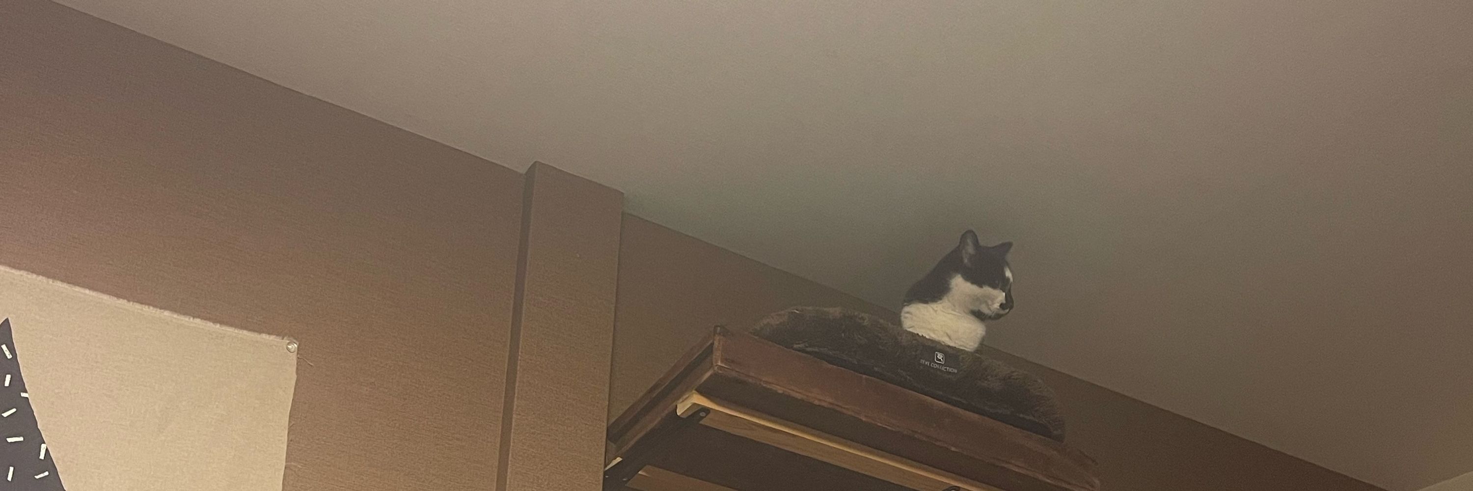 棚猫