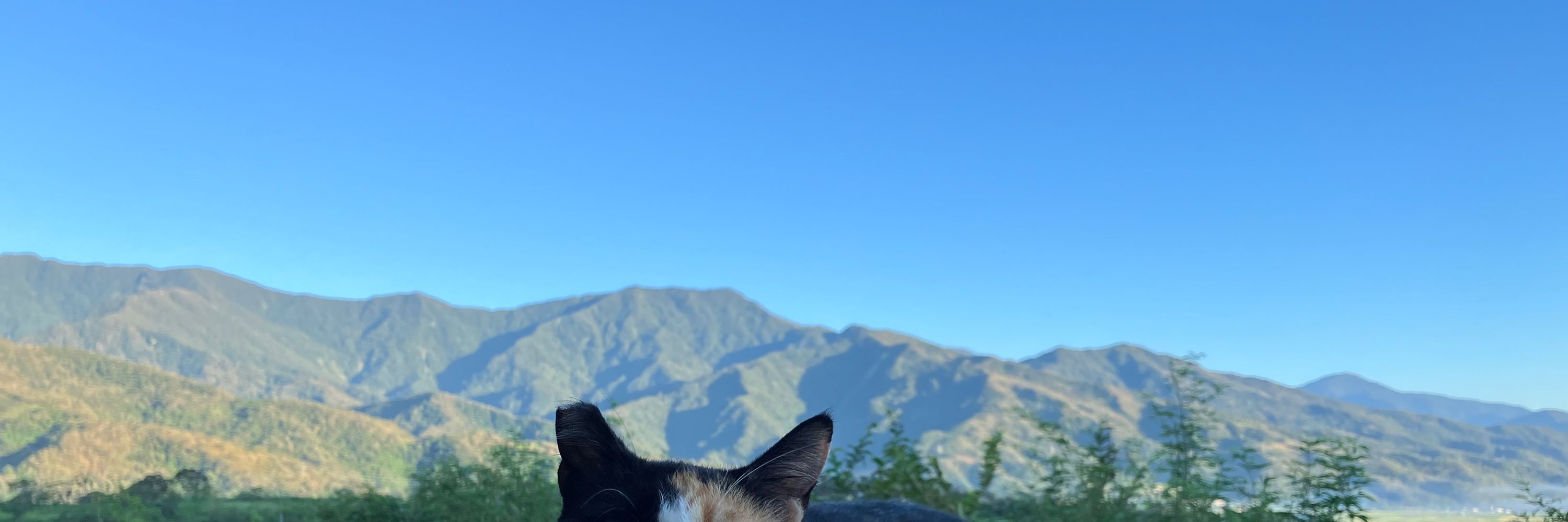 ミミ