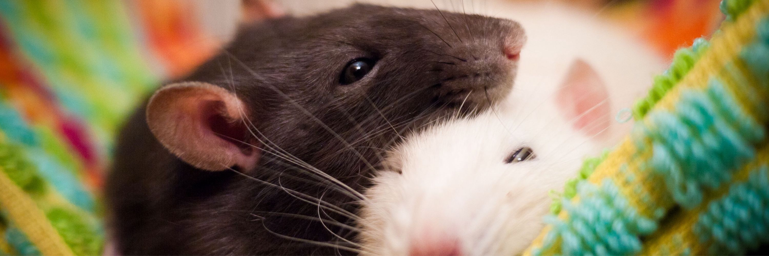 Rattie Datura