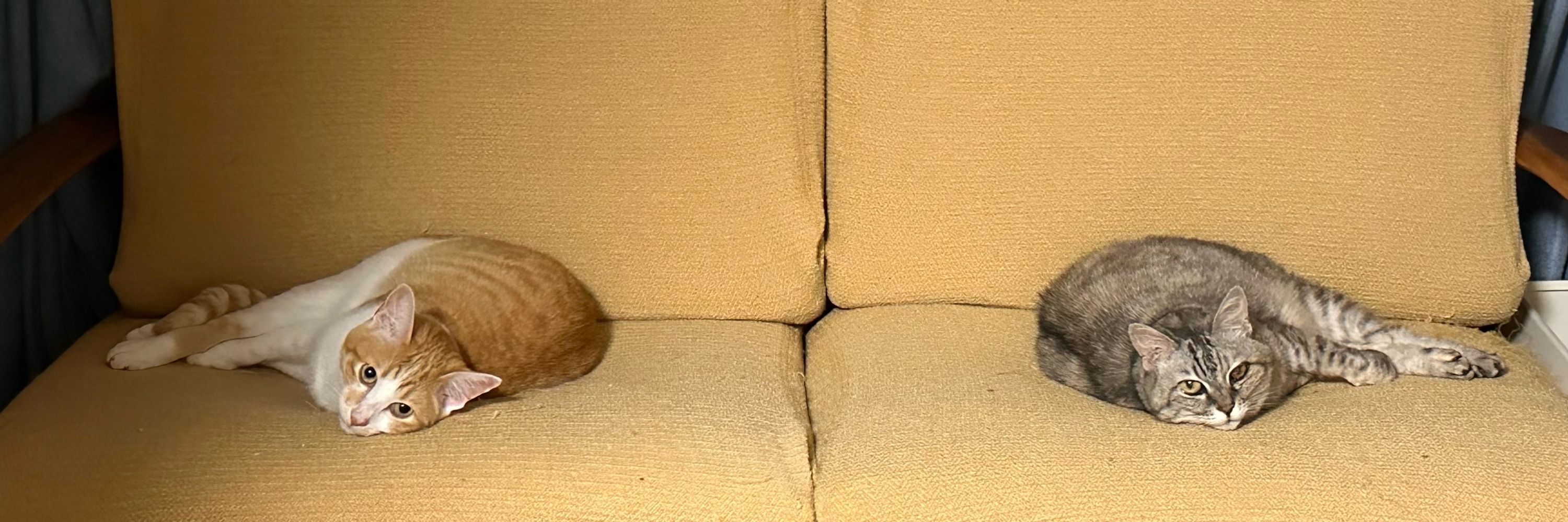 もちむぎ