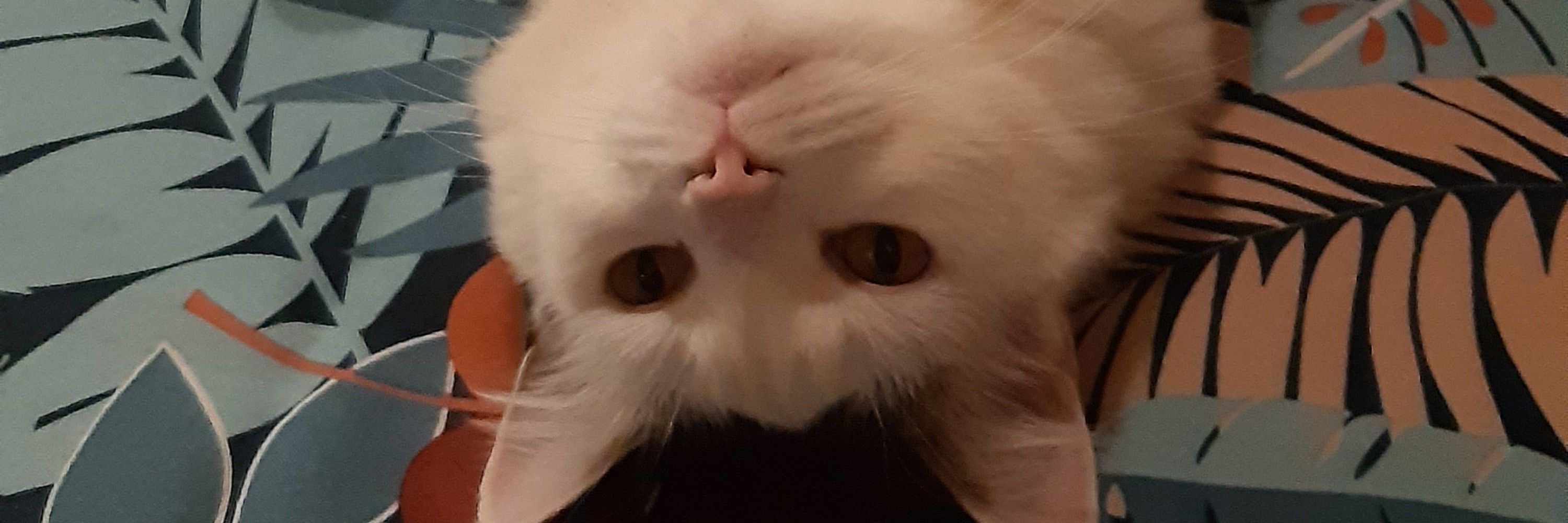 Simone