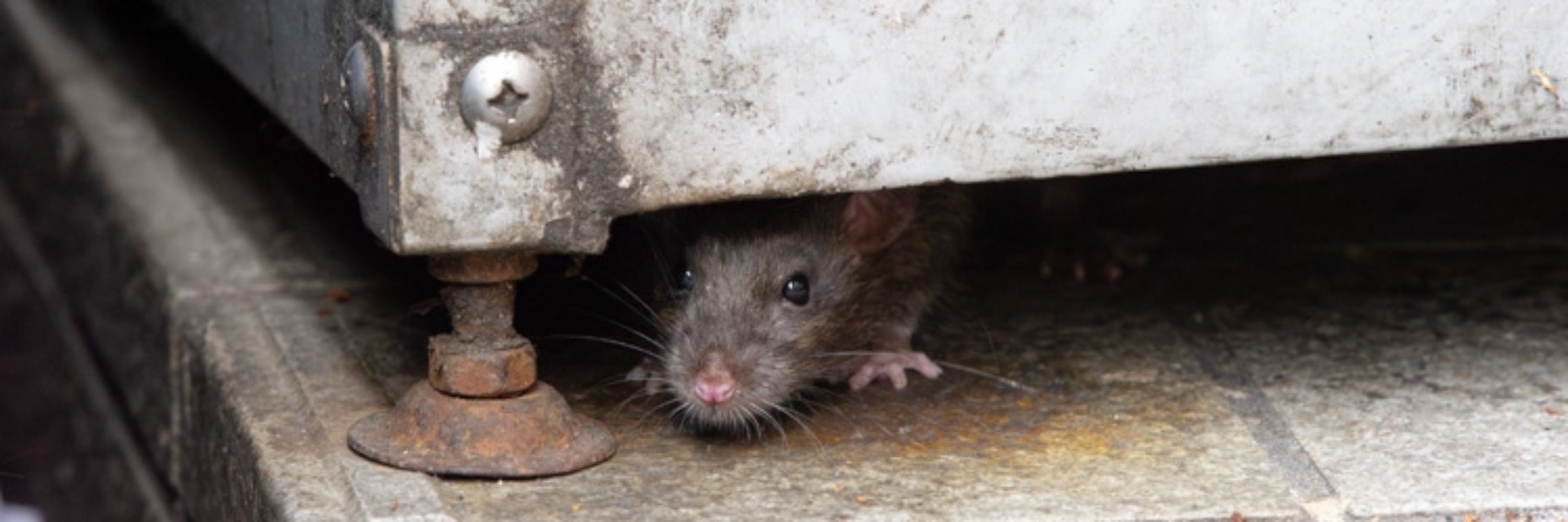 Old Man PJ 🐀