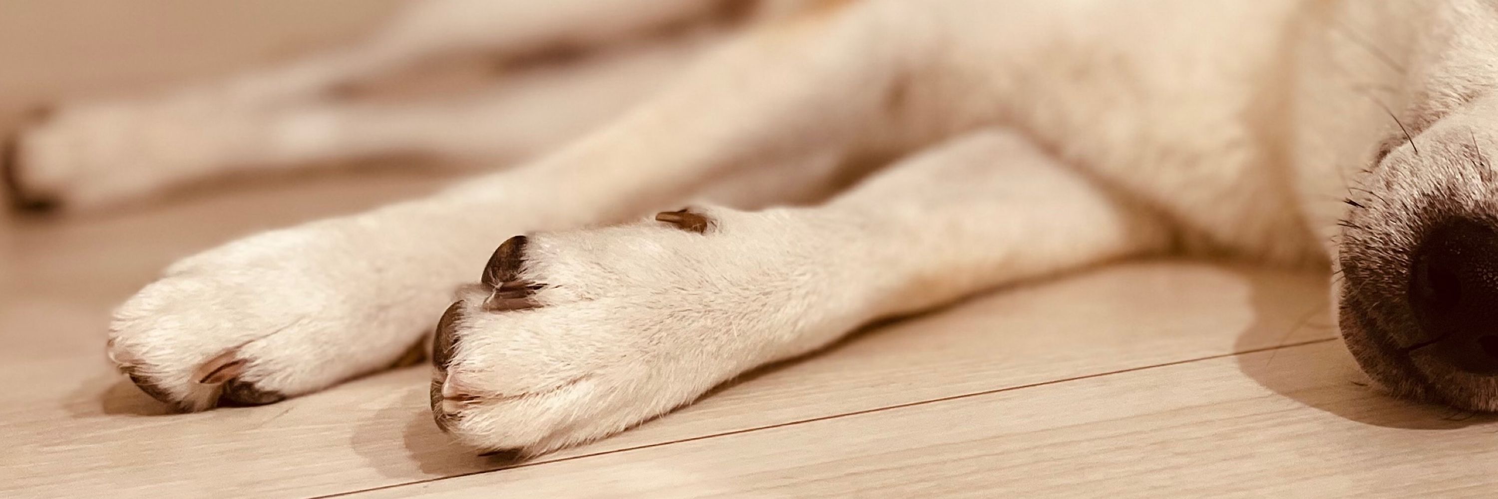 犬空
