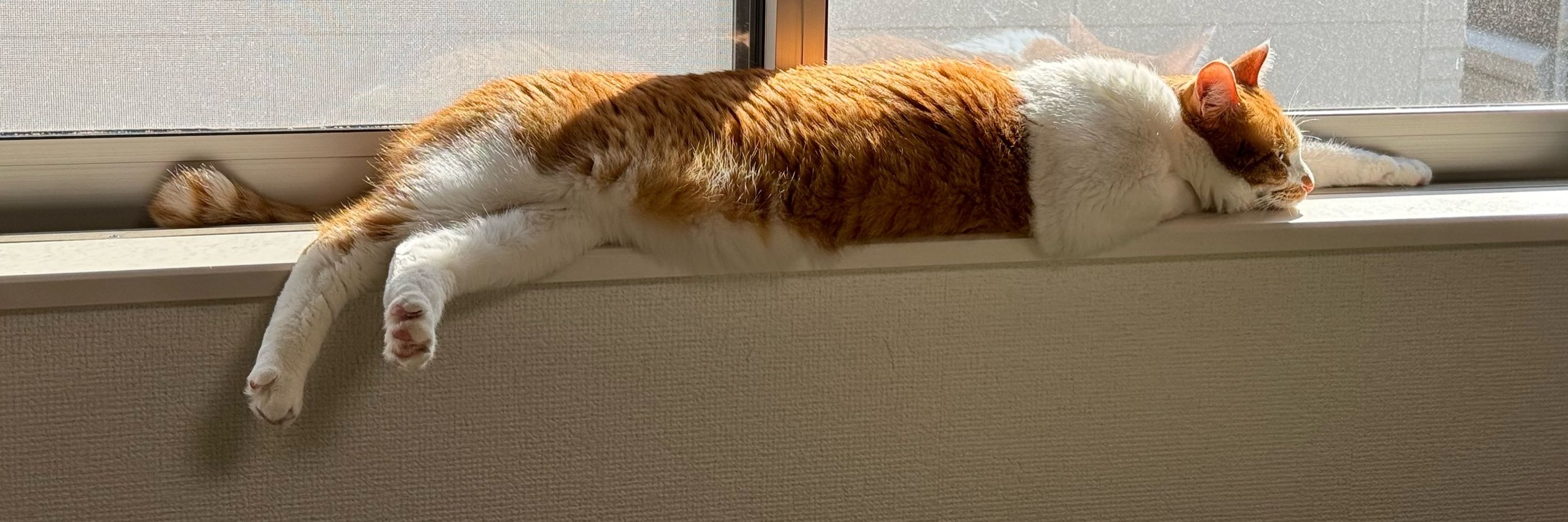 くろねこさん