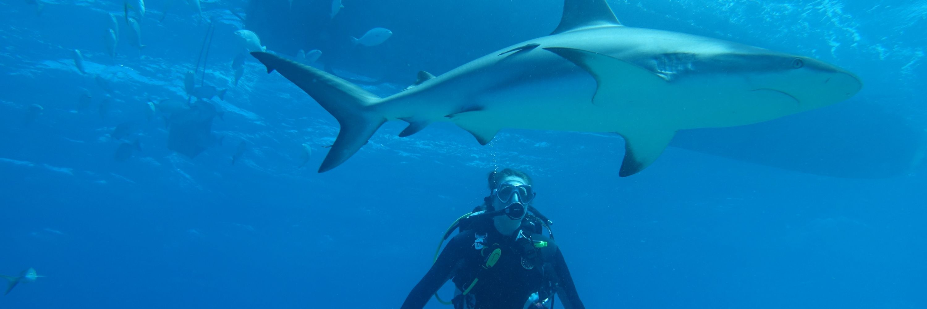Amanda Arnold 🦈