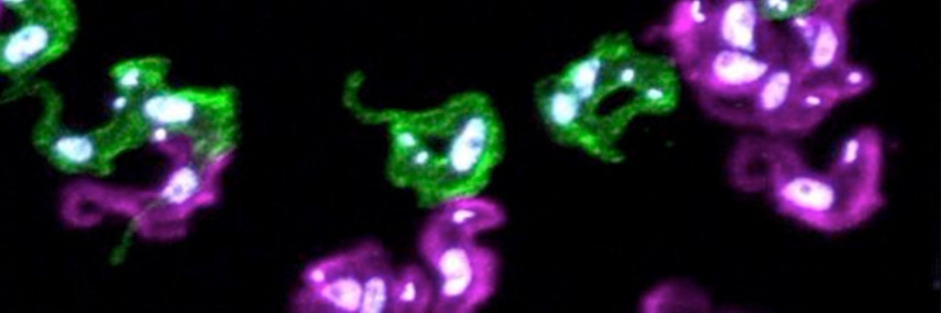 Faria Tryps Lab