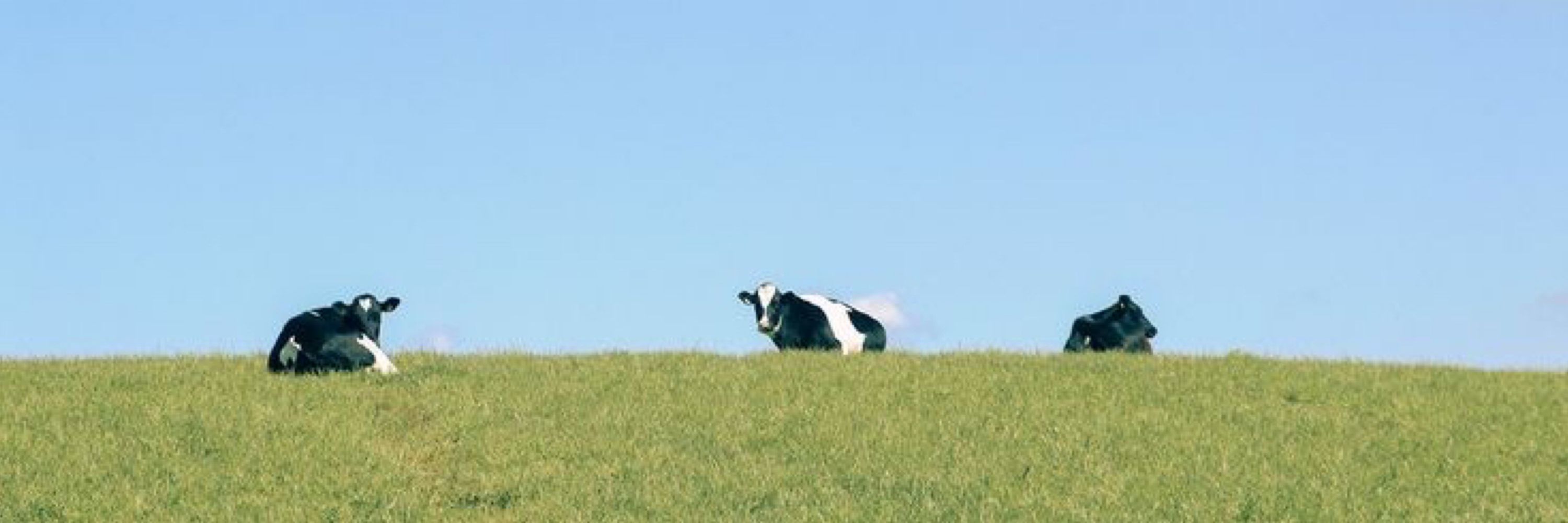Cows 🐮