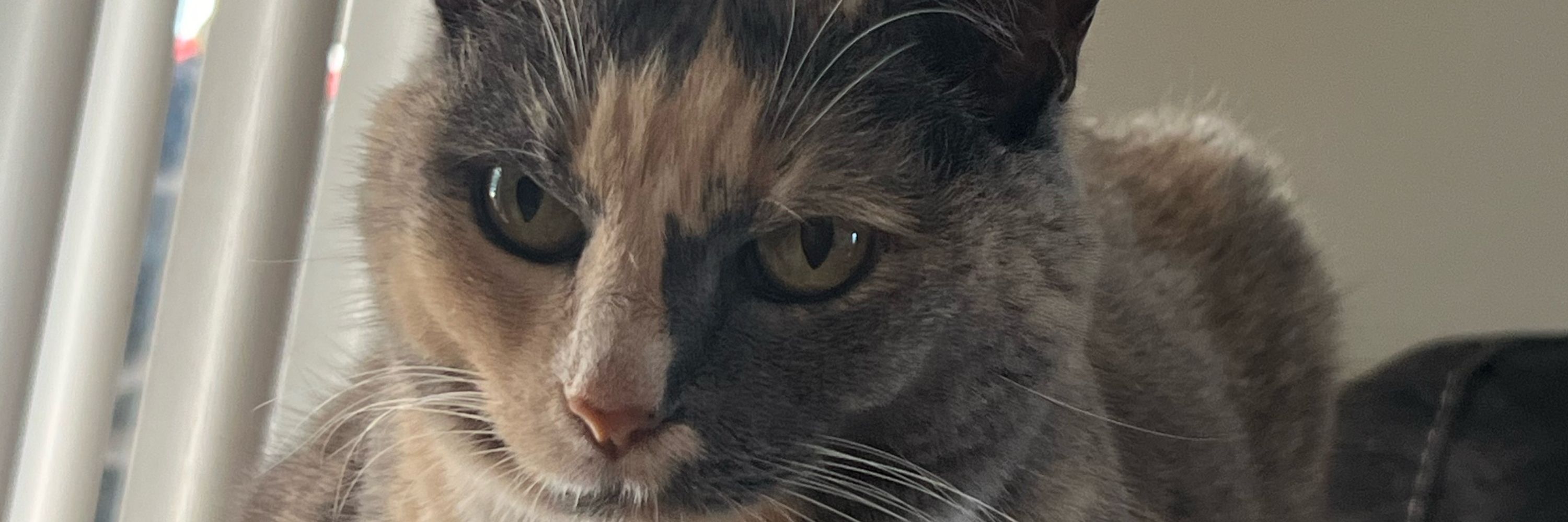 Sue