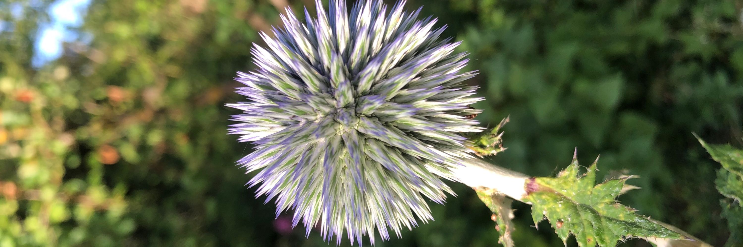 tutu