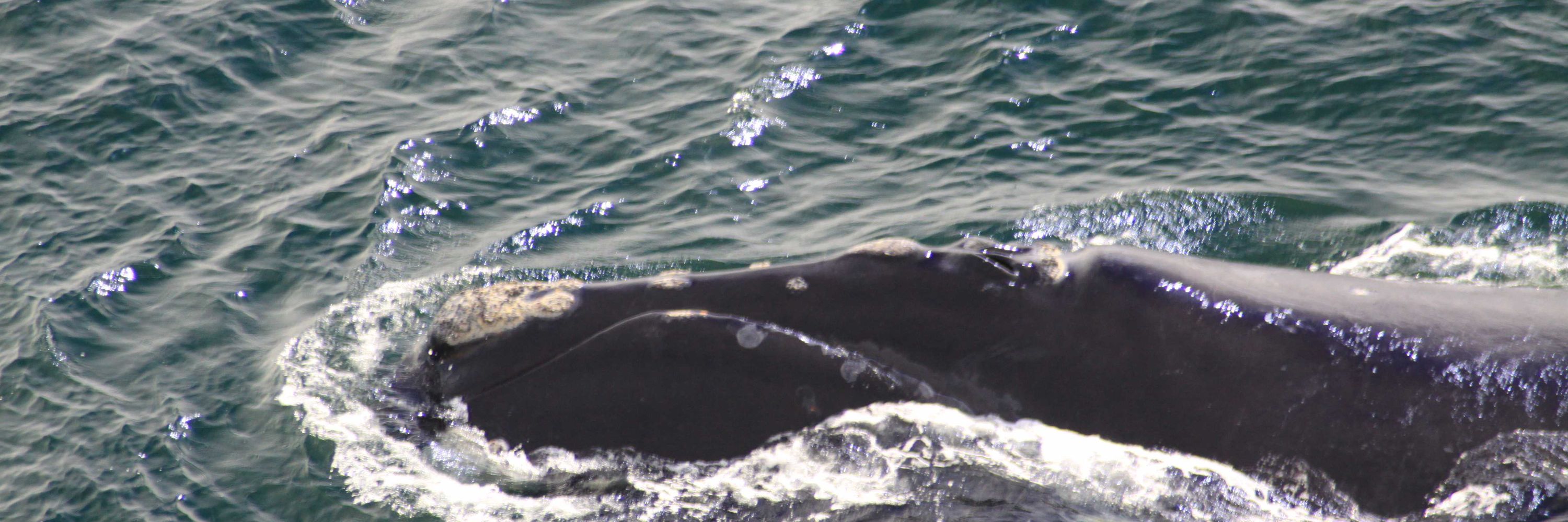 Bioacoustics and Behavioral Ecology Lab at Syracuse University