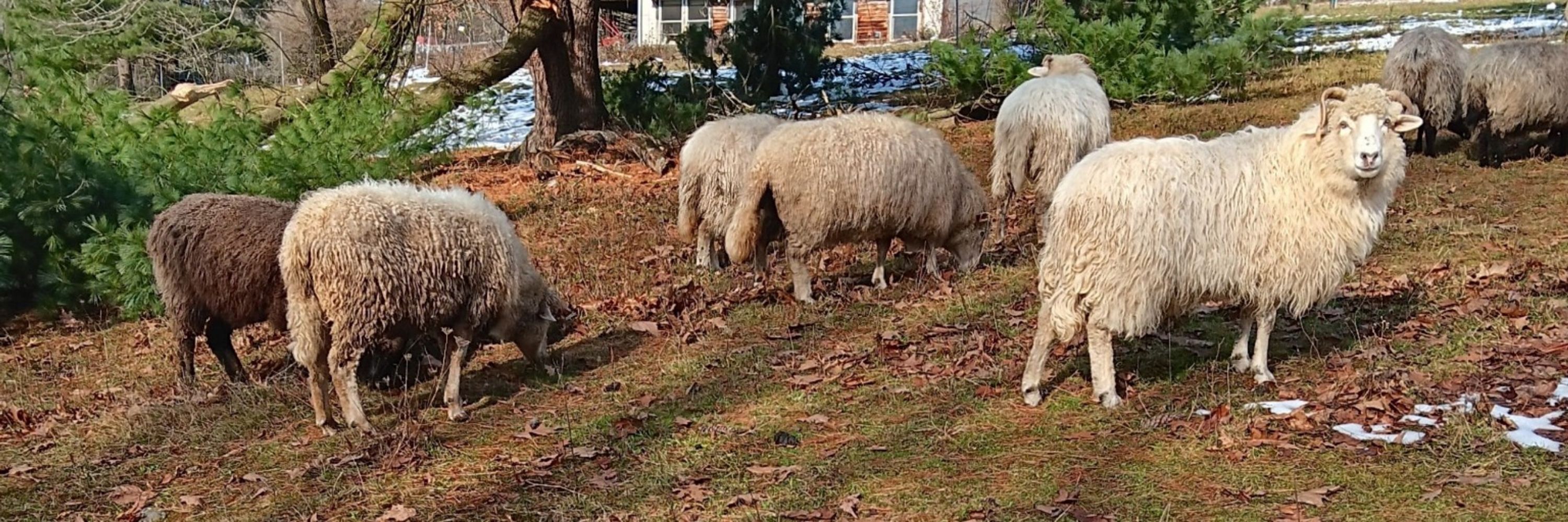 White Pine Farm