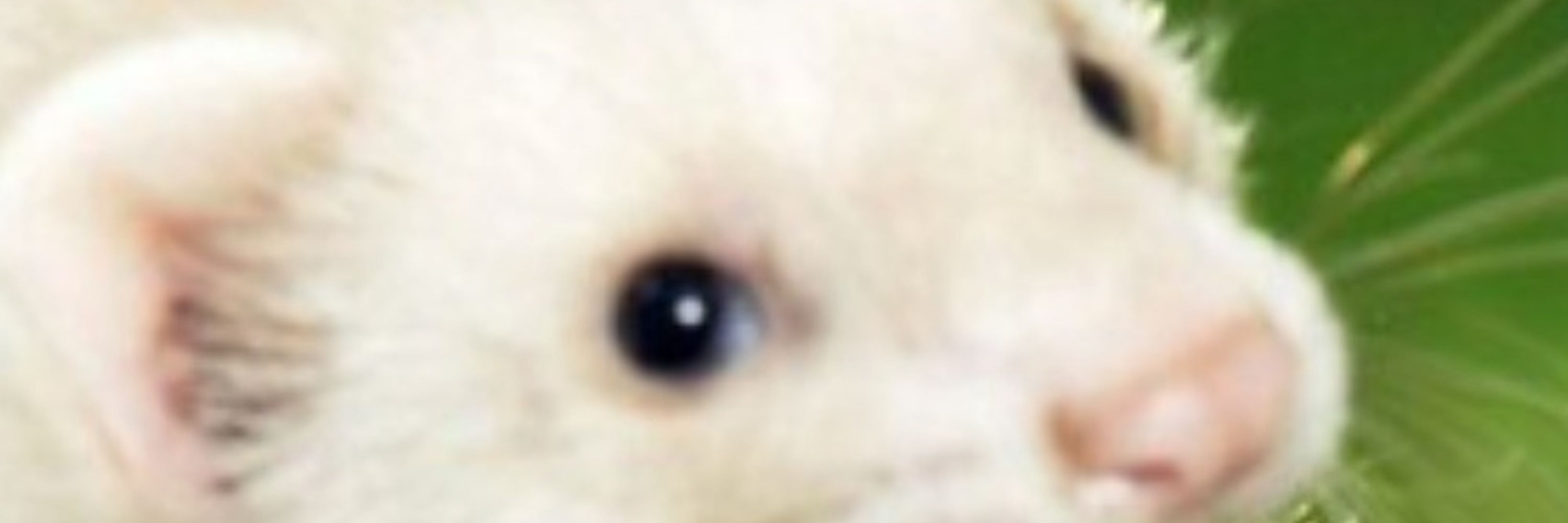 ferffet