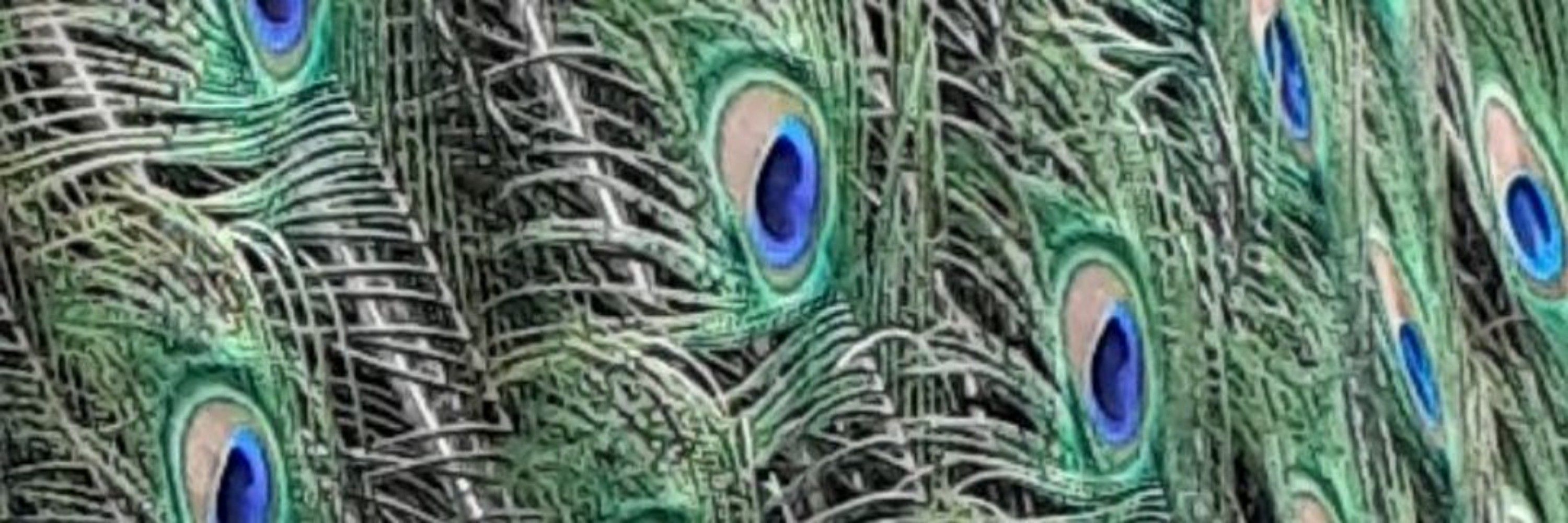 Iris im Chaos