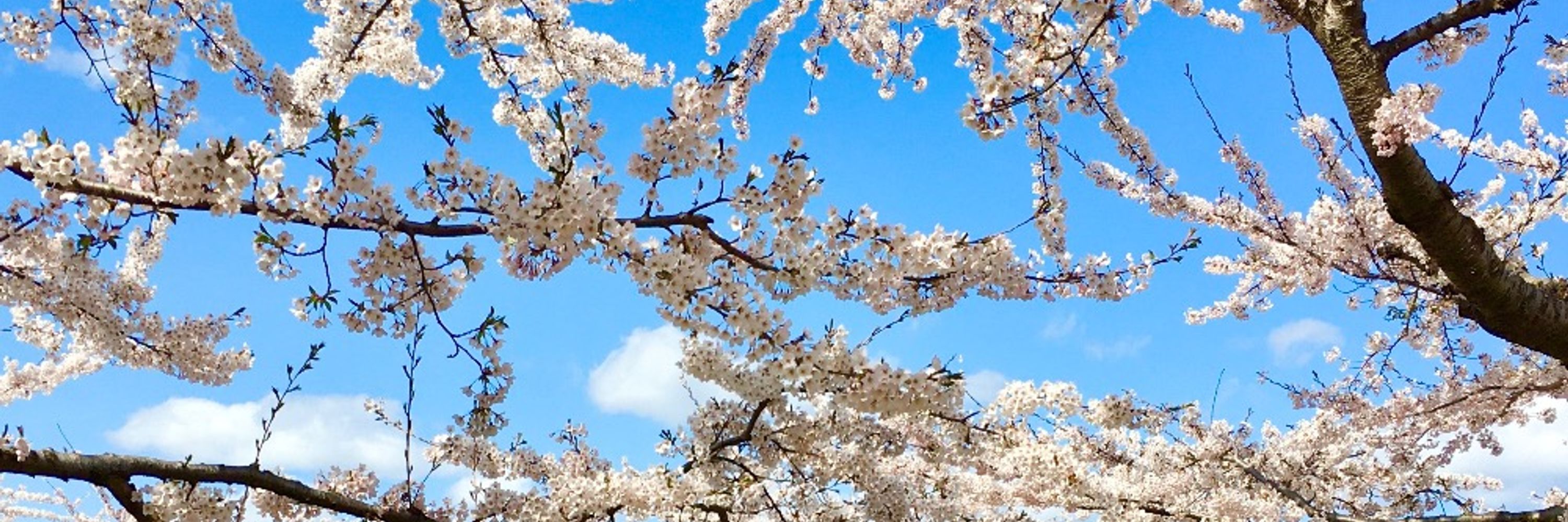 かよ