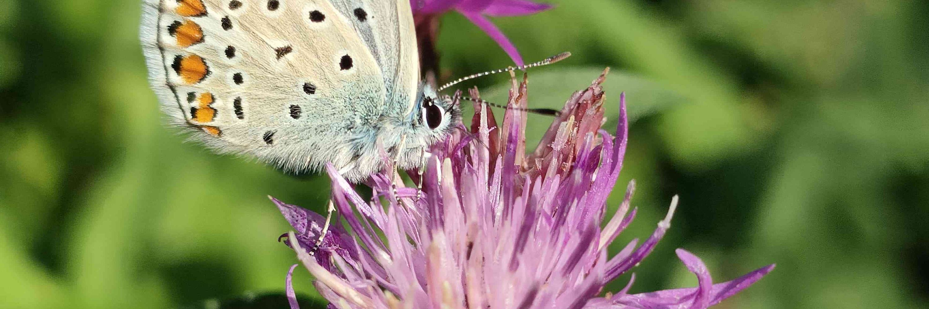 Francesca Cochis