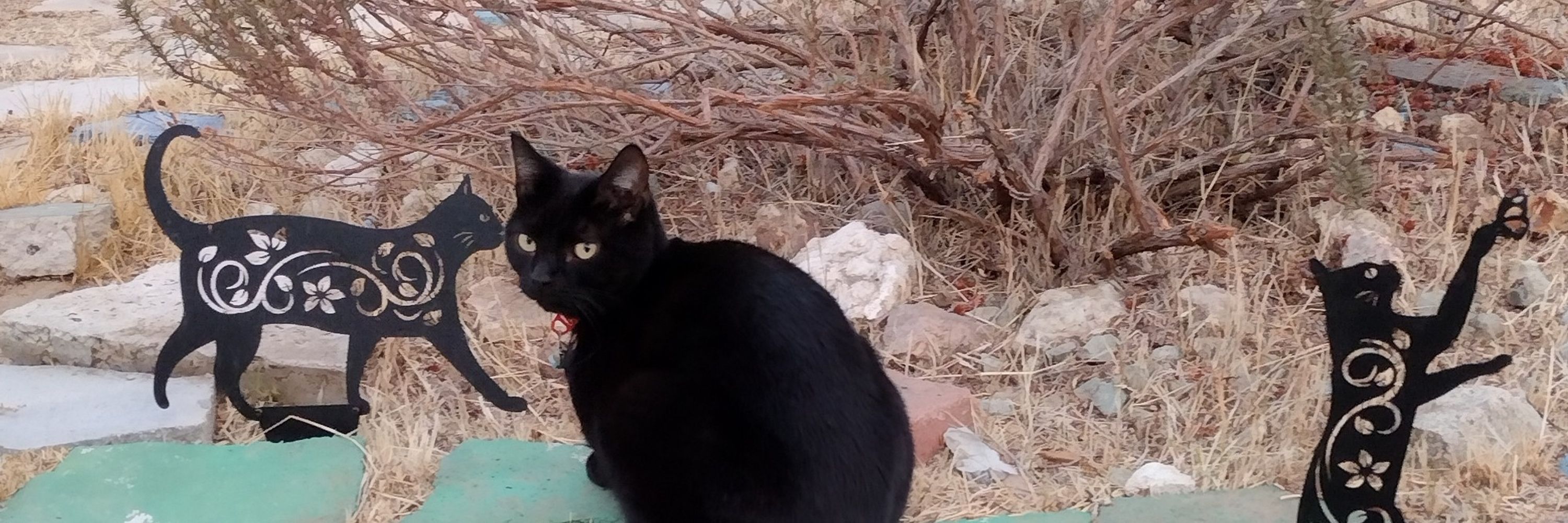 NinjaIzMyCat