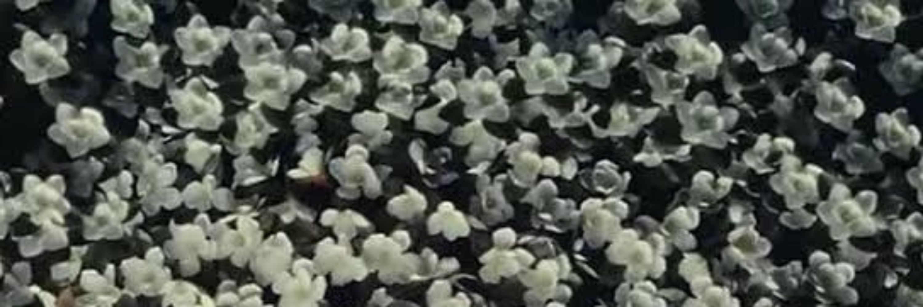 𝗔𝗝𝗔𝗬★