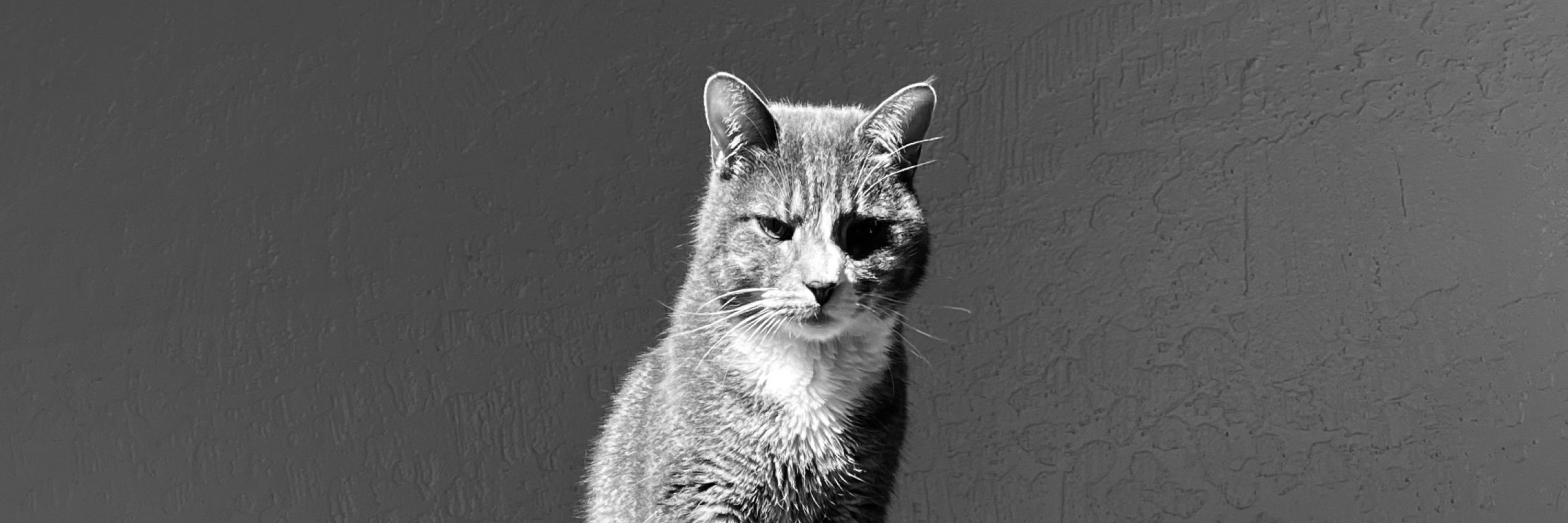 Michellcat