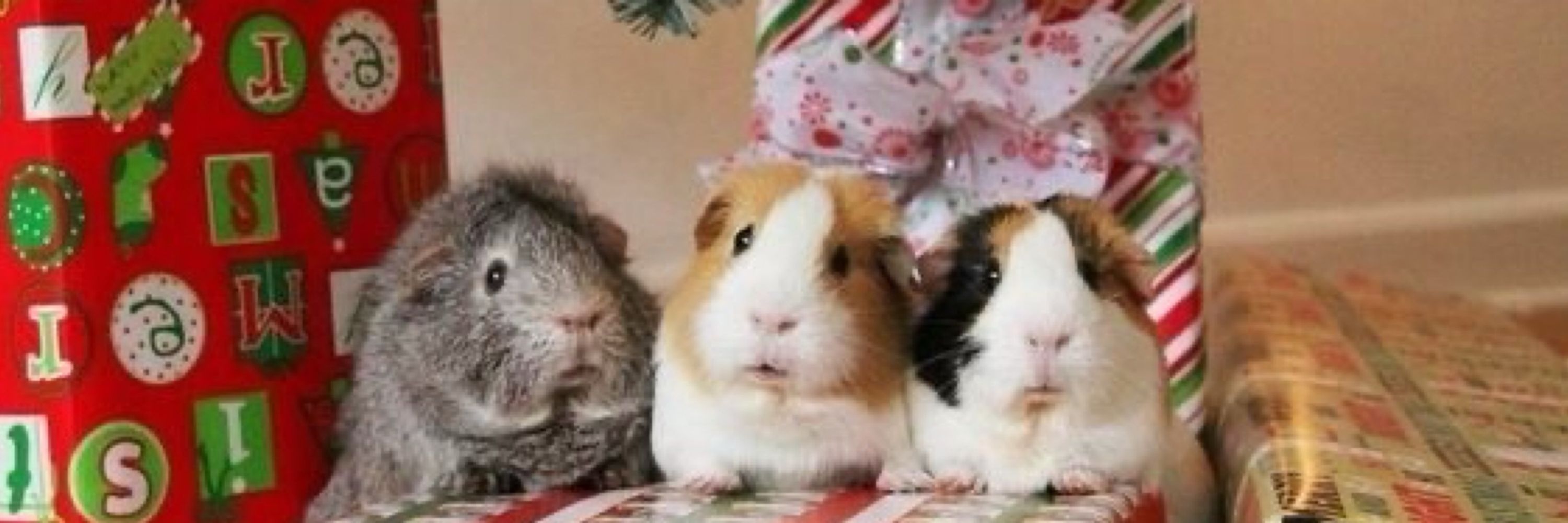 🎁Sαɱυ🎁