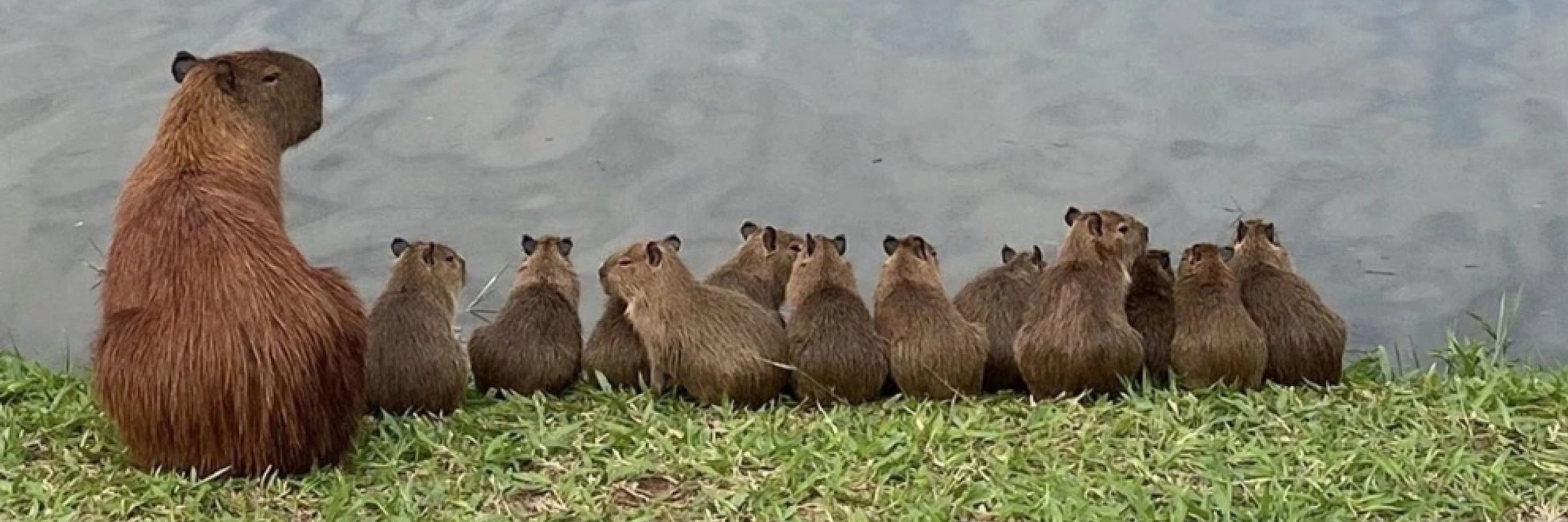 Capyvara