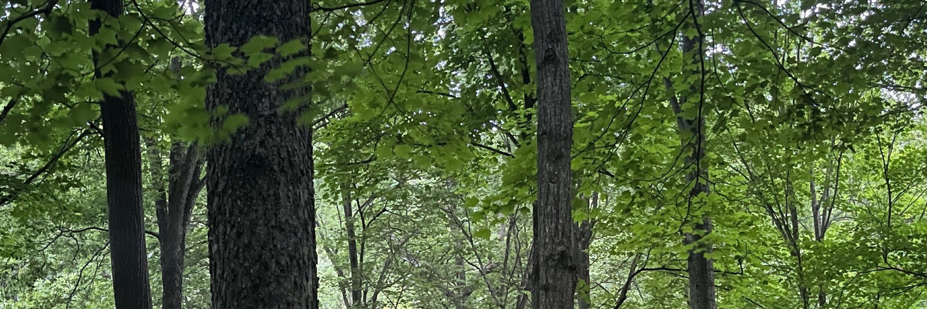 Aditya 🥸🌲🥭