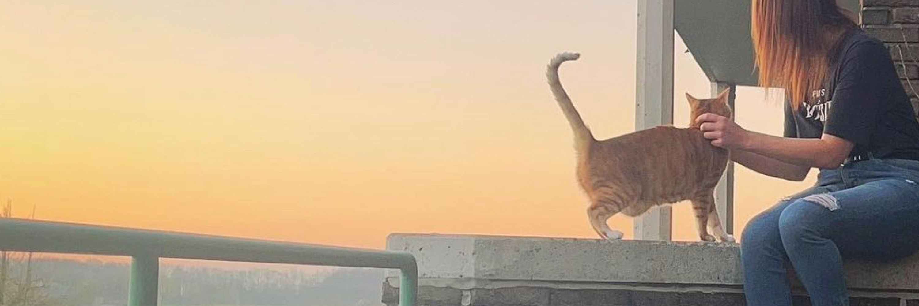 Fumpycat