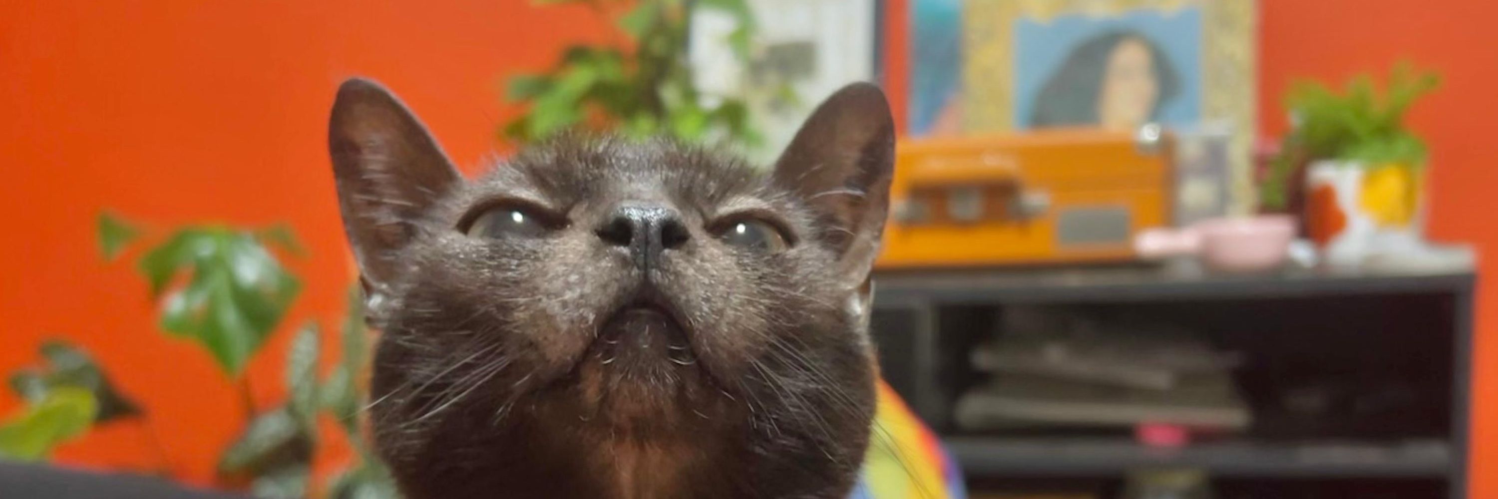 overdose de caju