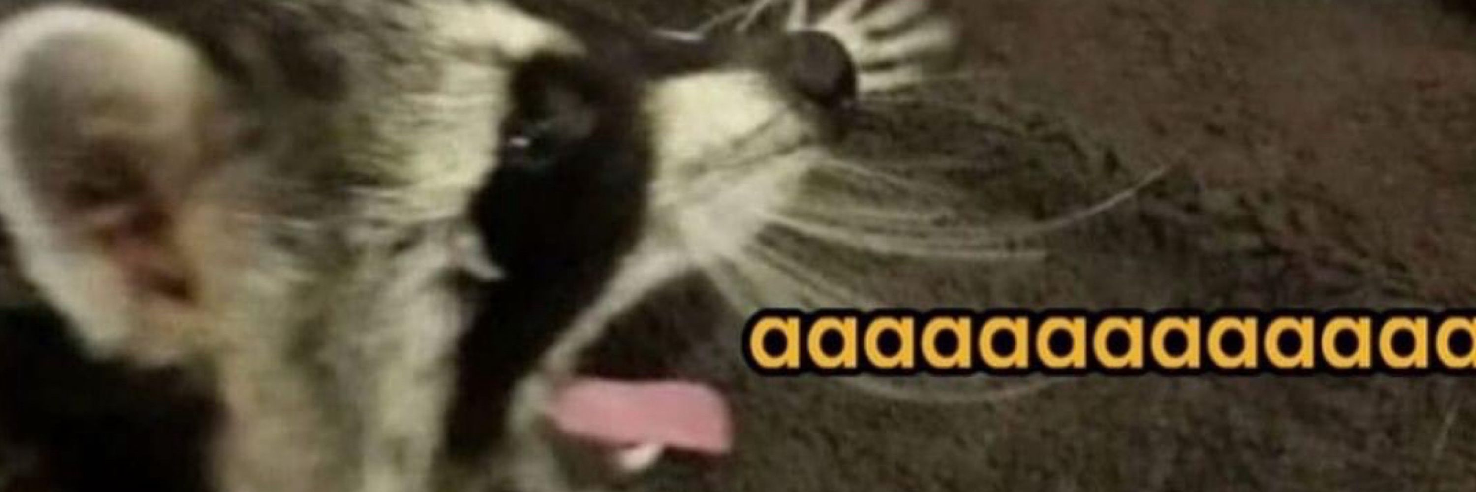 Arandanus_