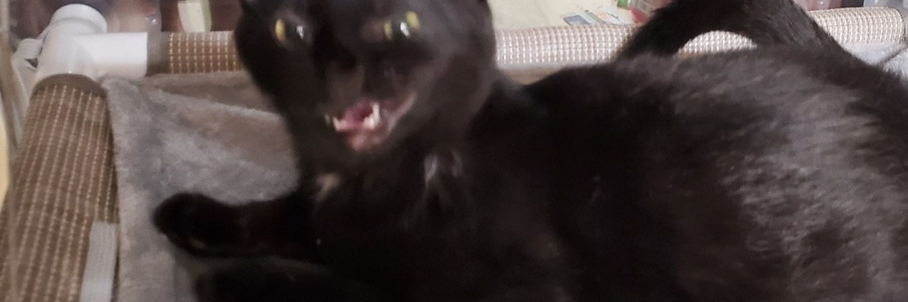 ShiningXer