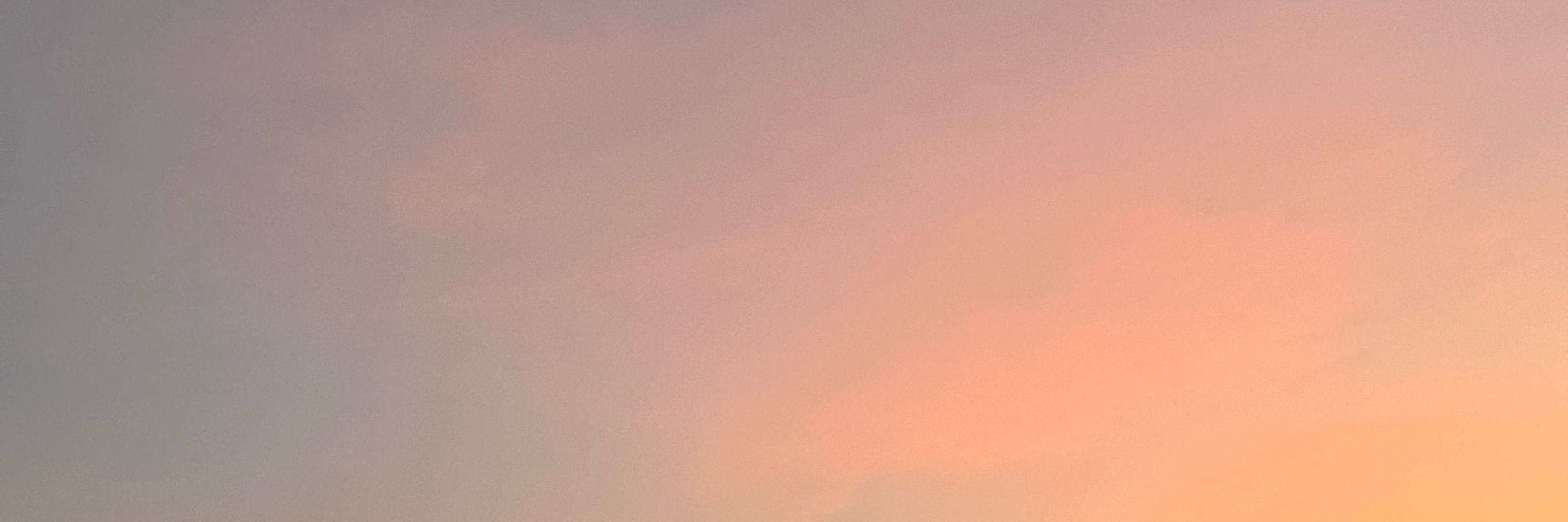 鳶_ViOLETA