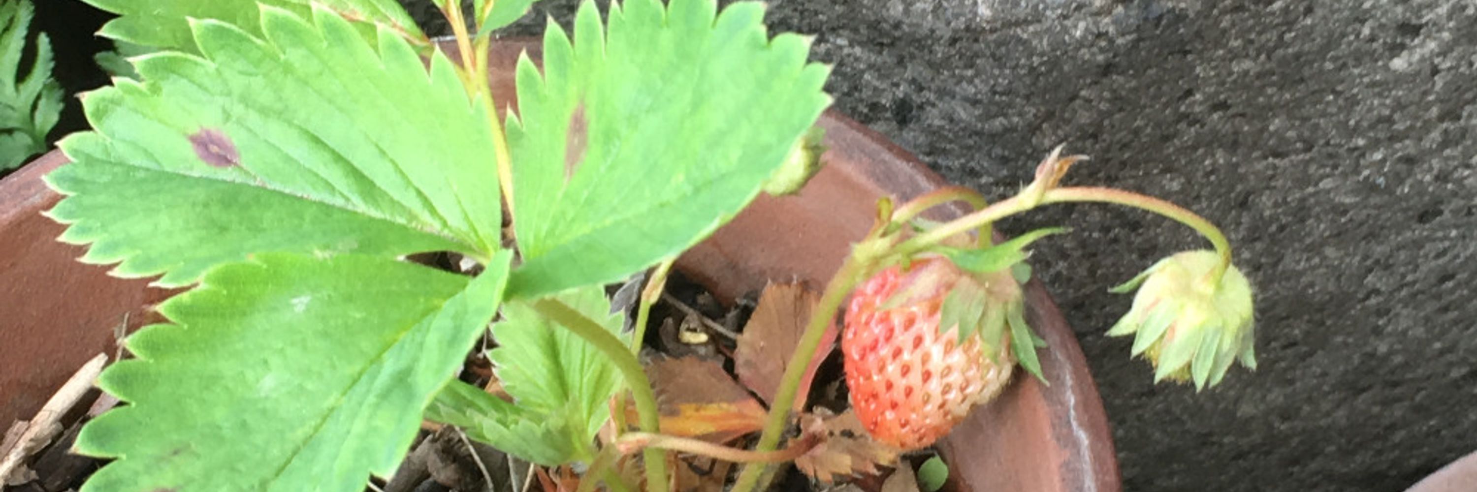 キュゥべえ
