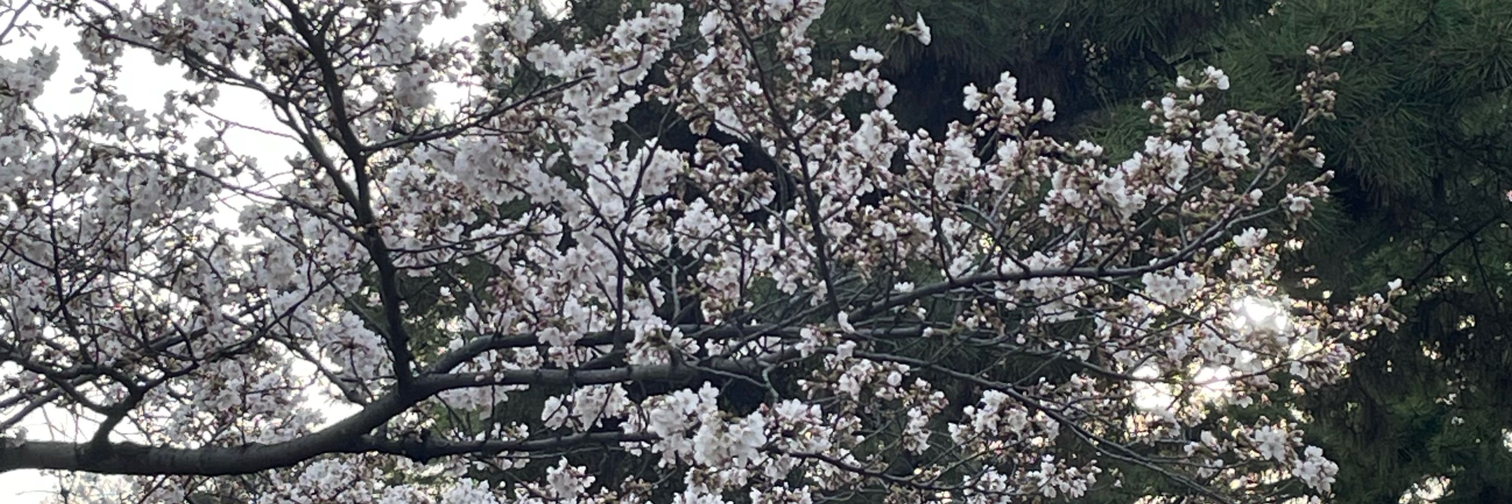 猫丸
