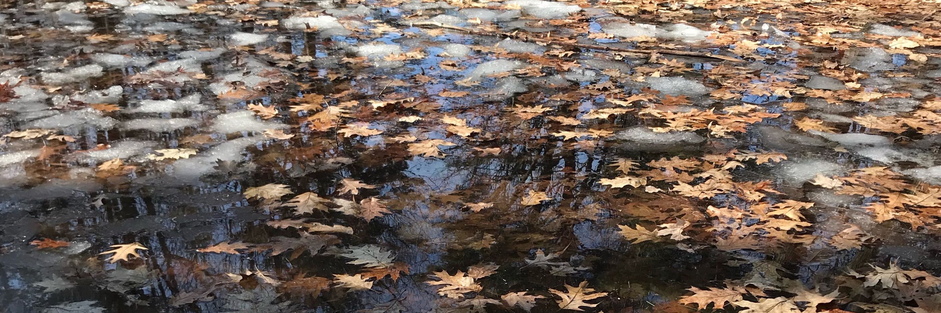 Léa 🍂