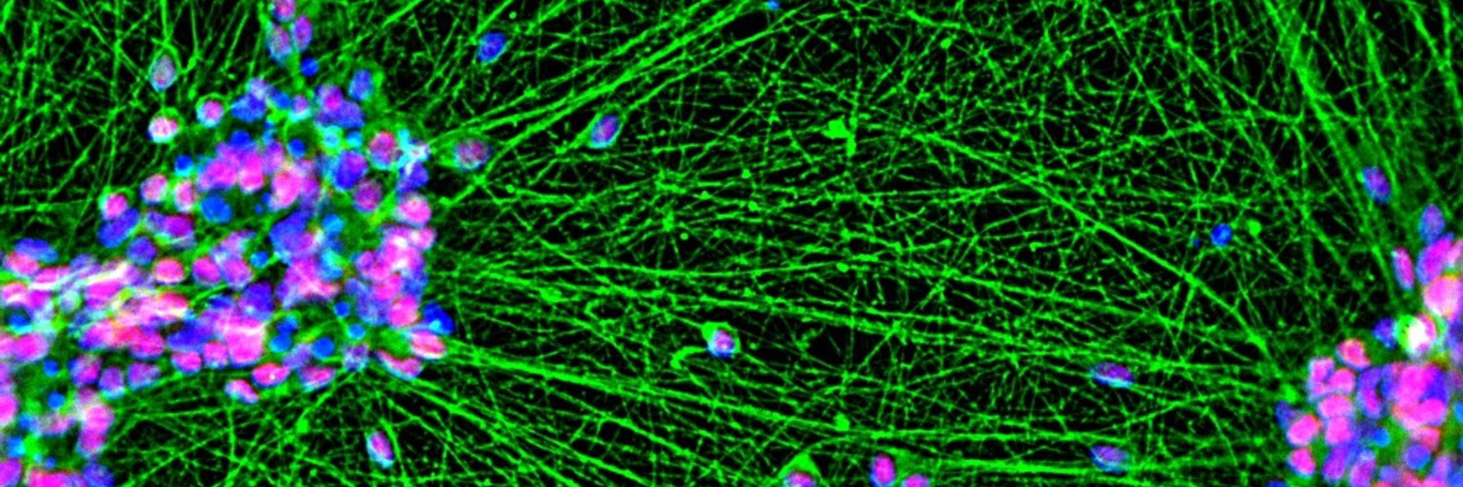 Stem Cell Network NRW
