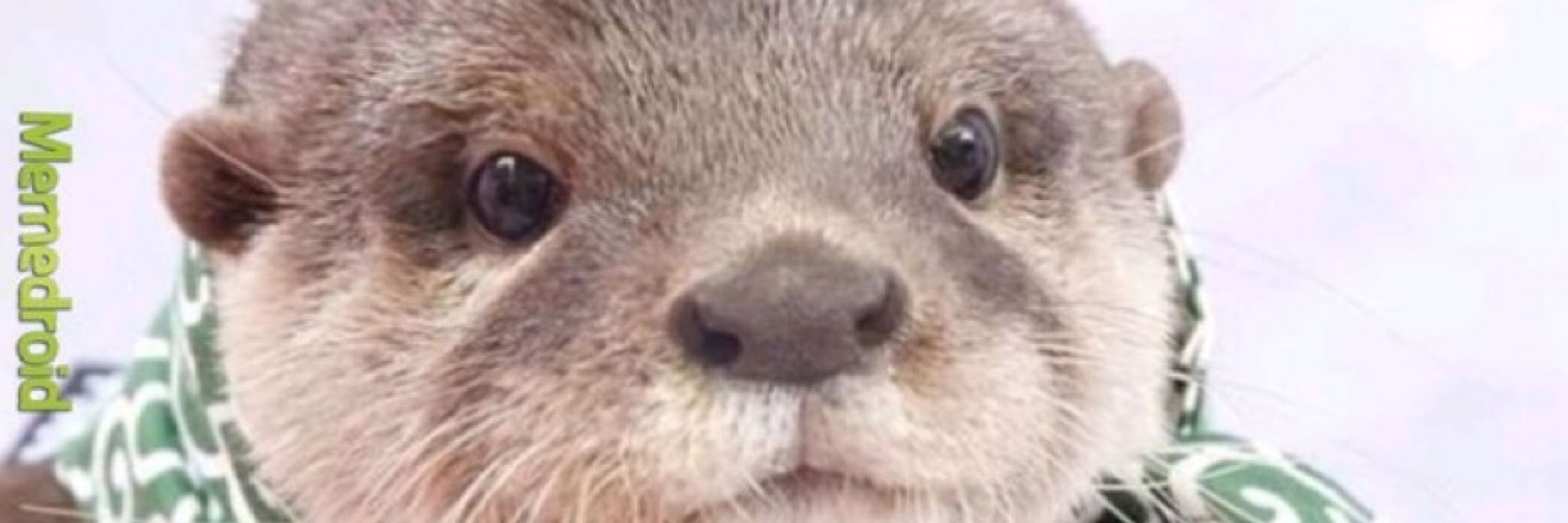 💚Kai da Otter💜