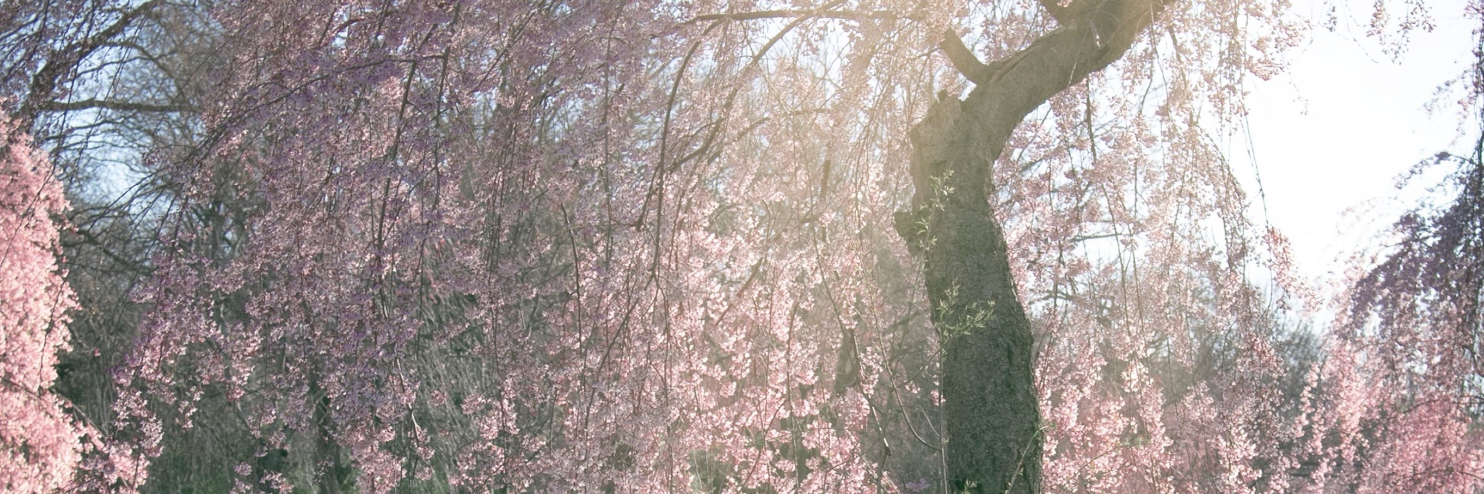 Cora | OrchidScript