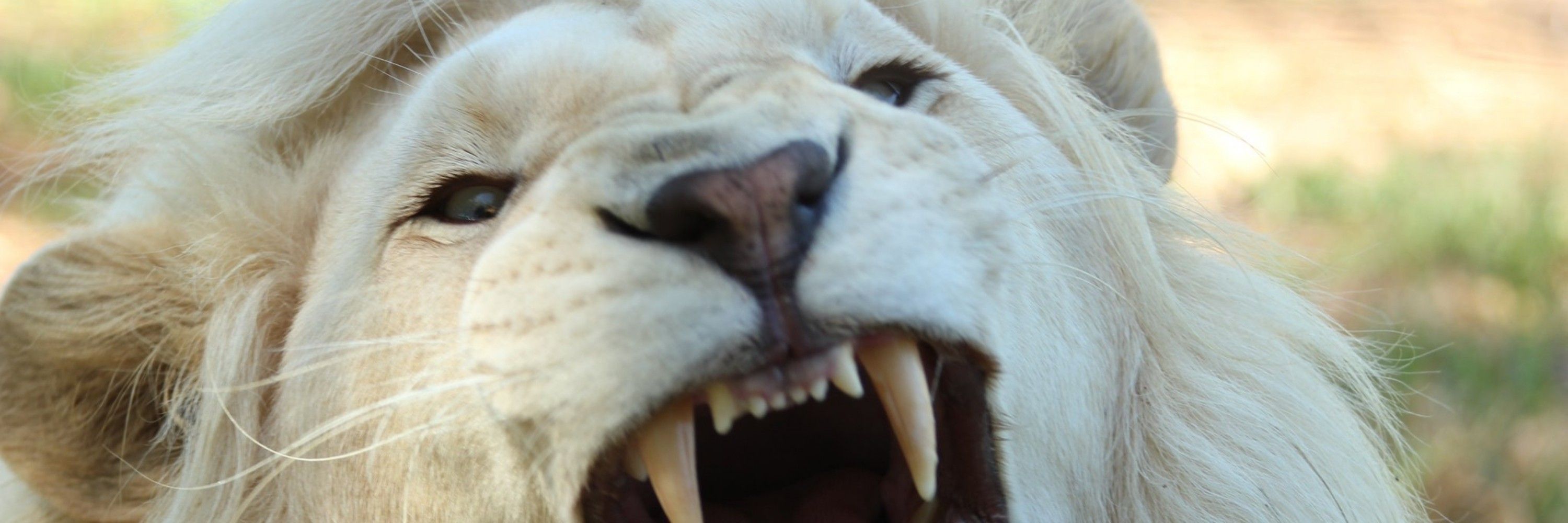 DamienTheLion