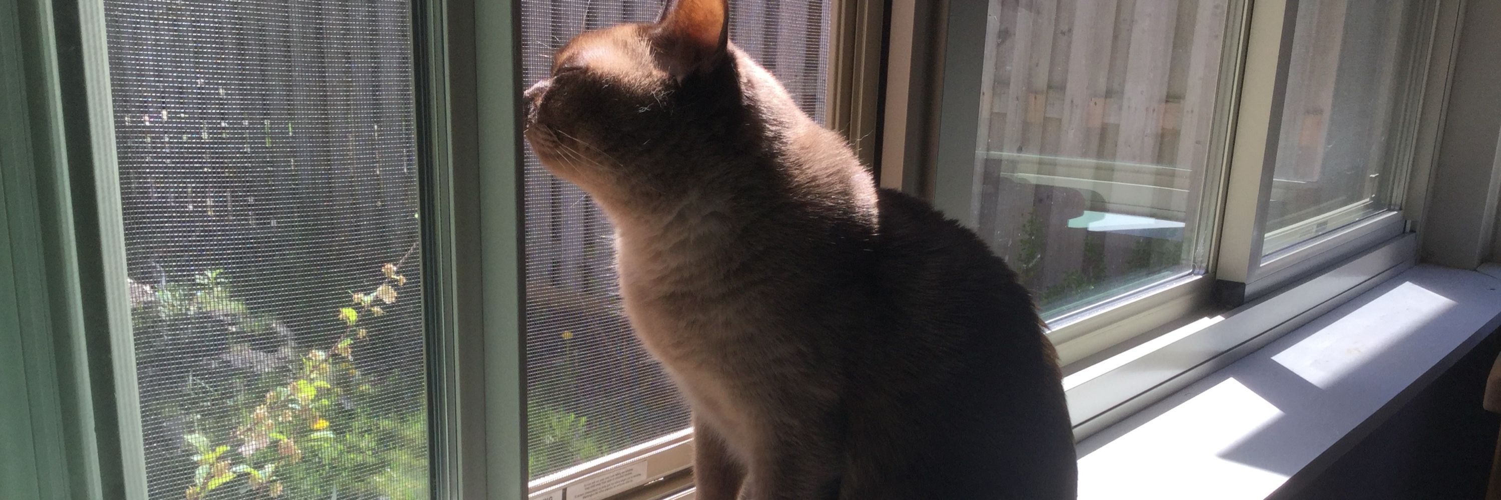 Rosemary