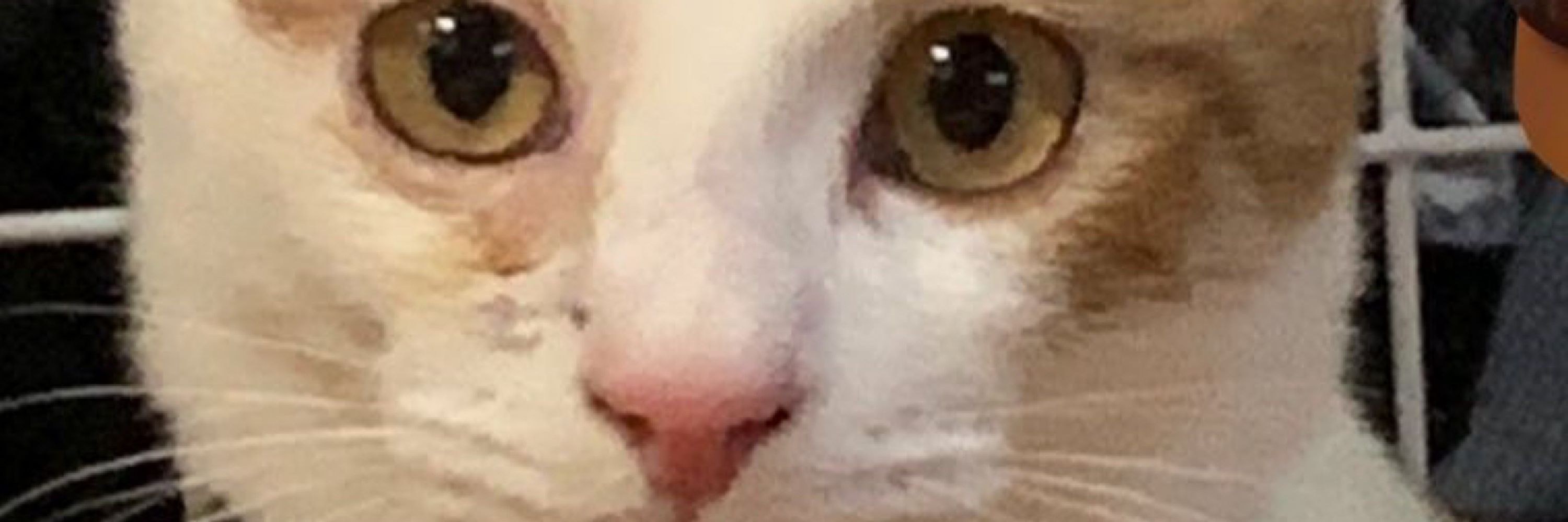 ろま