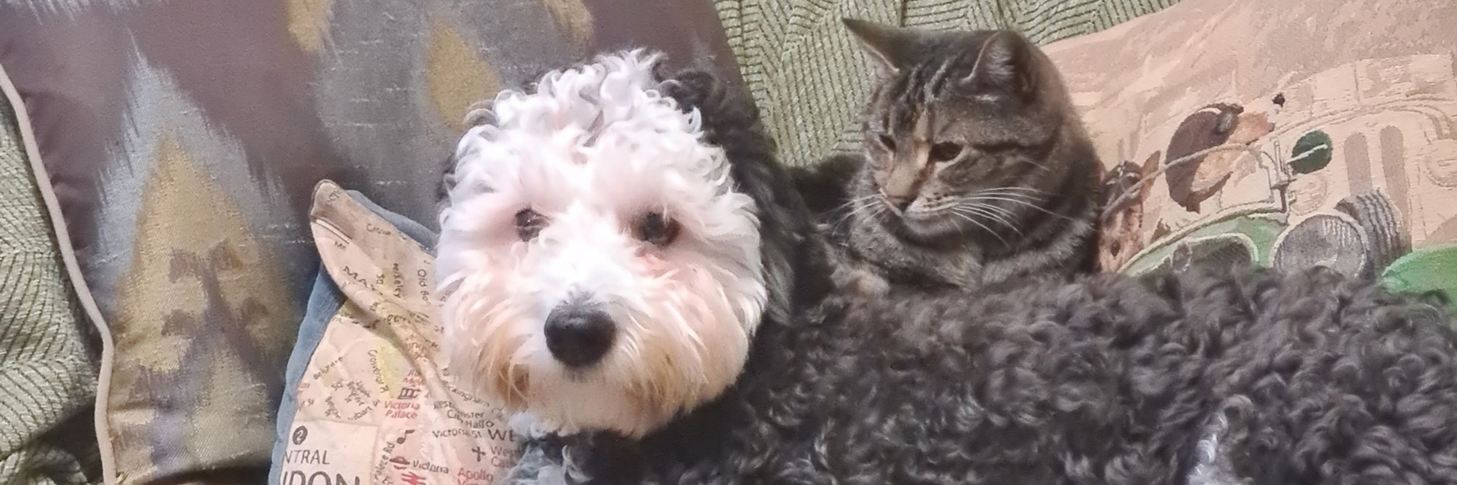 Fiona from Canberra with Molly and Angus  Havanese