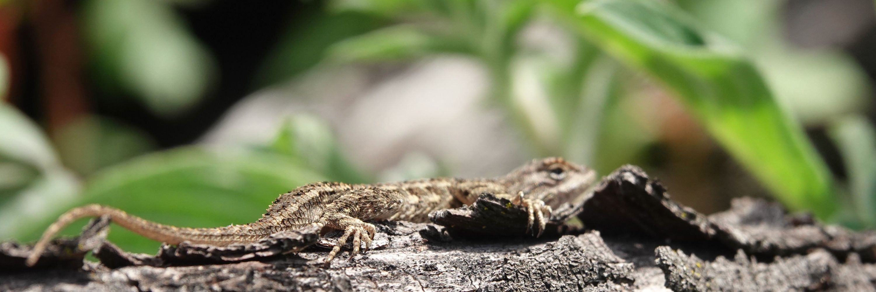 Wild Matters
