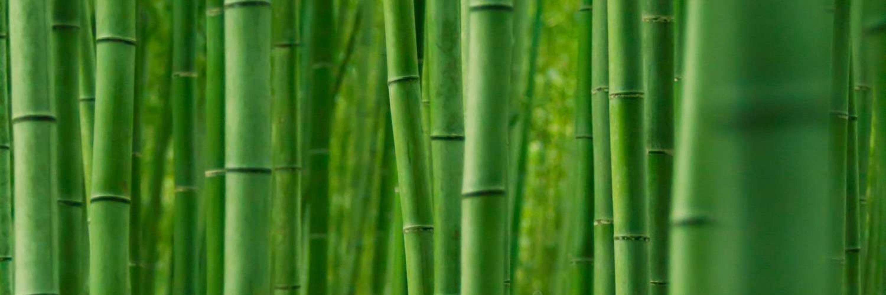 Bamboo Memory