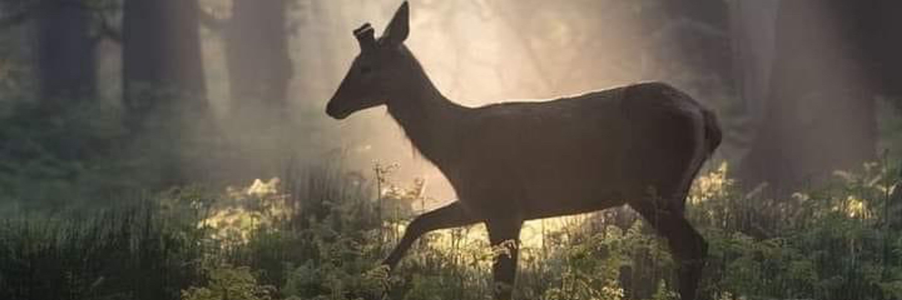Haley🌿🏹🦌