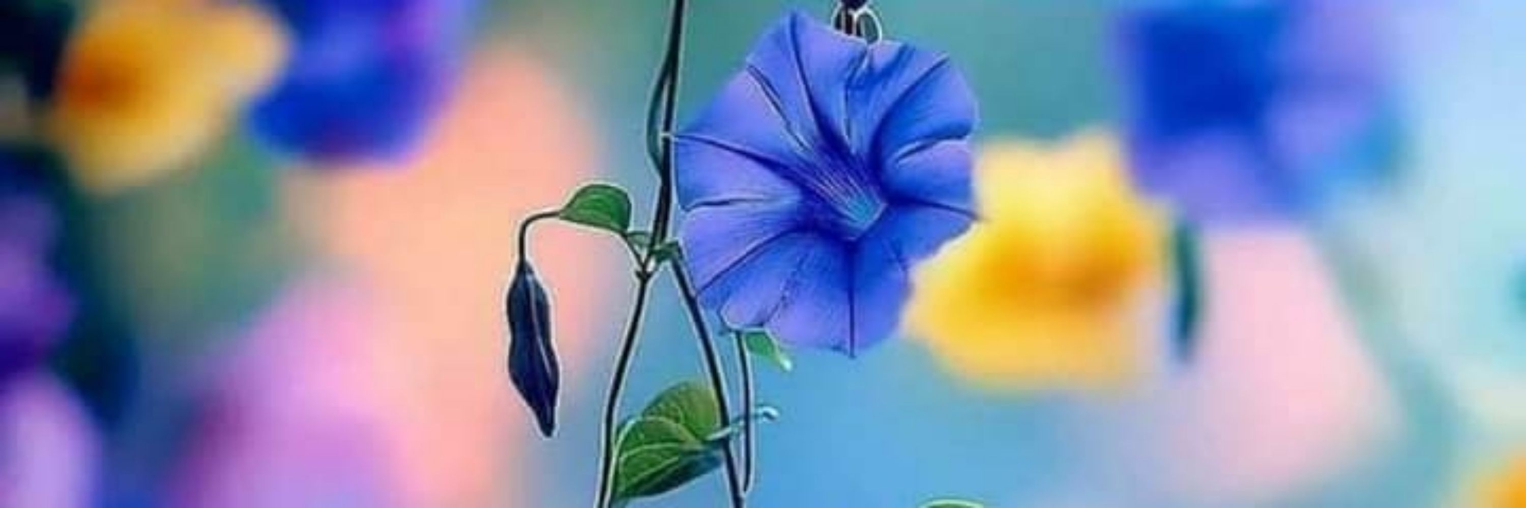 Dr Saleem Abbas