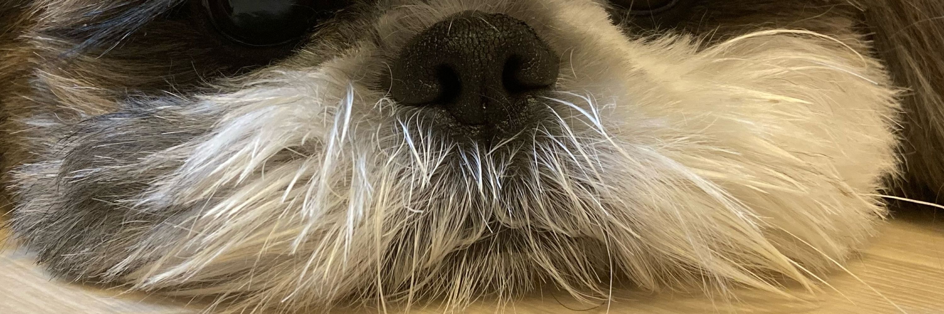 鼻ぺちゃ犬