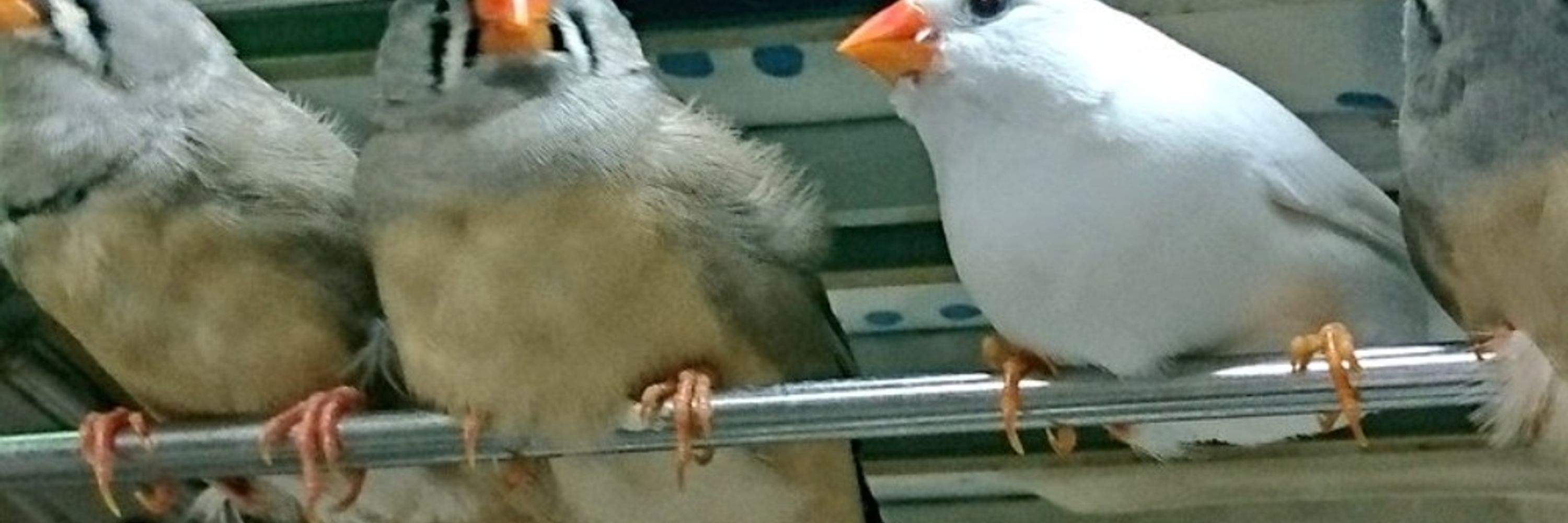 あや